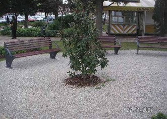 Novo stablo u parku Olge Ban + nadopuna