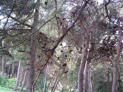 Odrezano 30-tak suhih i opasnih borova u rekreacijskoj zoni