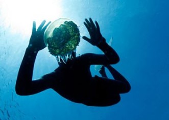 Ubojica iz dubina: Američka meduza istrijebit će ribu u Jadranu