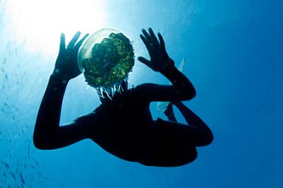 Ubojica iz dubina: Američka meduza istrijebit će ribu u Jadranu