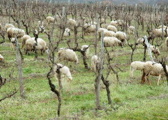 Vinograd čist, sve ovce na broju!