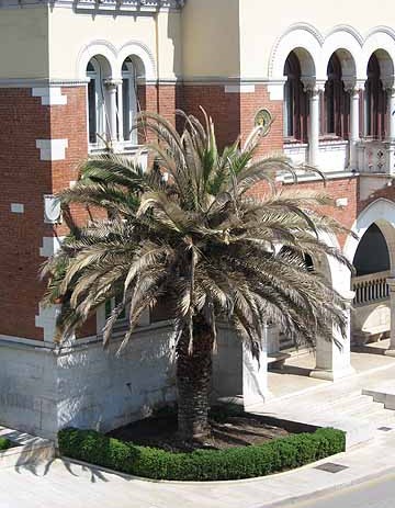Što sa palmama ispred Gradske palače ?