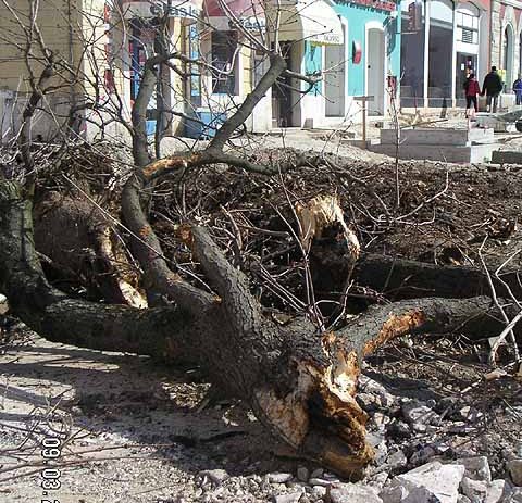 Radovi na Trgu slobode brzo napreduju, kestenovi srušeni, postavlja se i javna rasvjeta