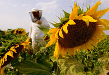 Bolest pčela ugrozila berbu istarskog bagremovog meda