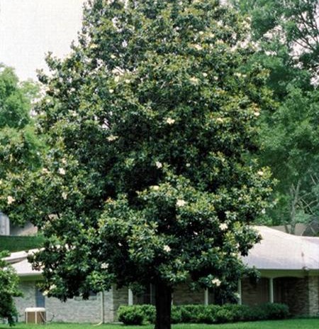 Magnolije ipak na Trgu slobode