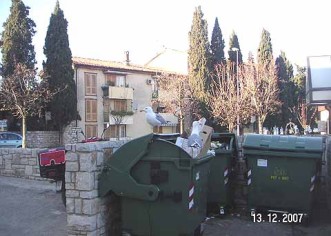 Obiteljski ručak porečkih Galebova
