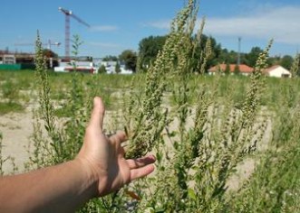 Ambrozija se širi Poreštinom