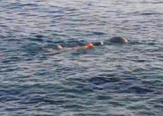 Plivao leđno i pored njega prošla Sredozemna medvjedica!