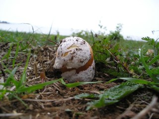 144Amanita_caesarea.jpg