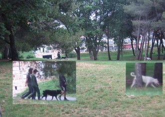 Opasna igra (psi bez povodca …)