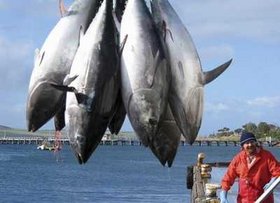 Tuni prijeti izumiranje do 2012.