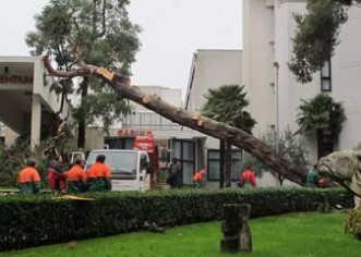 Mokra zemlja popustila pod težinom pinja