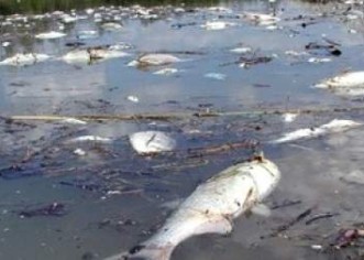 Pomor ribe u Mirni: otkriveno 350 kilograma
