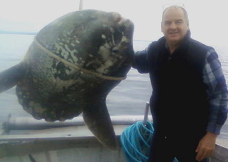 Veliki bucanj, riba južnih mora, ulovljen ispred Savudrije