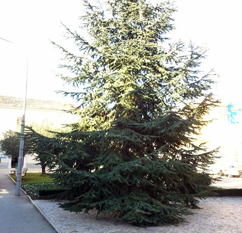 U gradu postavljene dvije Božićne jelke