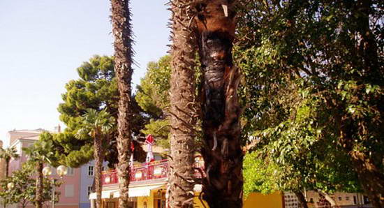 Zapalili palme u Poreču, šteta 15 tisuća kuna