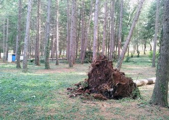 Brojna porušena stabla nakon jučerašnjeg nevremena