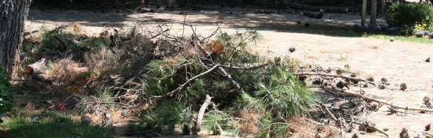 Uklanja se alepski bor iz parka Olge Ban