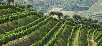 Istra među 10 svjetskih vinskih regija u usponu