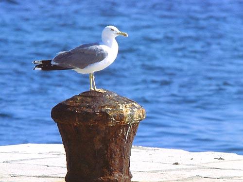 Galebovi lete iznad – smetlišta