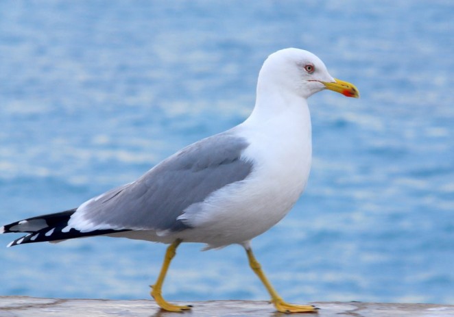 Zašto galeb klaukavac više nije samo turistička atrakcija?