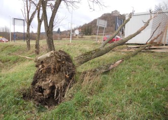 Nevrijeme u Istri, vjetar rušio stabla