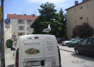 Galeb pred ribarnicom