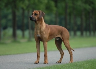 U subotu izložba pasa pasmine Rhodesian Ridgeback