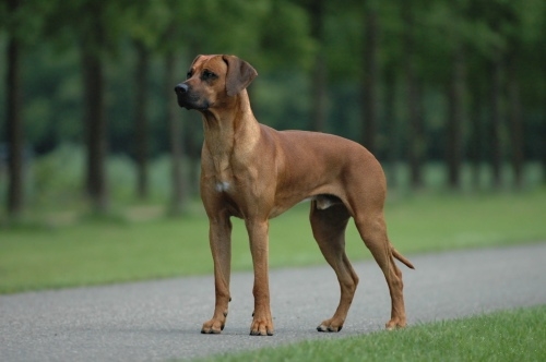 U subotu izložba pasa pasmine Rhodesian Ridgeback