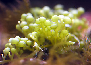 580caulerpa_racemosa-glavna.jpg