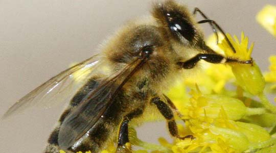 Indijski znanstvenici potvrdili sumnju: mobilni telefoni ubijaju pčele