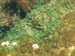 Nađena invazivna alga Caulerpa racemosa (grozdasta kaulerpa) u porečkom podmorju