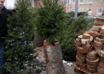 Božićna drvca stigla u Pulu i Poreč