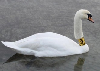 Labud sa zagrebačkog Bundeka zimuje u Poreču