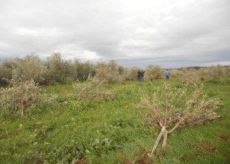 Pijavica iščupala 230 maslina kraj Vodnjana