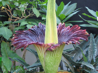 896Titan_Arum_Nov20_2005.jpg