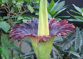 Poreču Titan arum