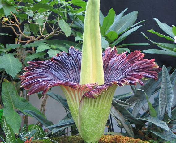 Poreču Titan arum