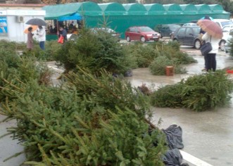 Prodaja borova i jelki na Velikom gradskom parkiralištu od 13.12.2012.godine