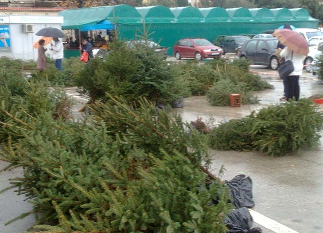 Prodaja borova i jelki na Velikom gradskom parkiralištu od 13.12.2012.godine