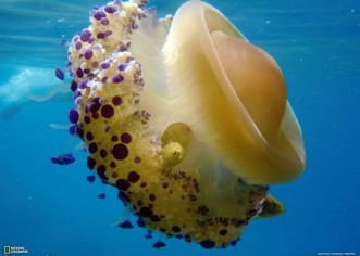 Mediteranska meduza (Cotylorhiza tuberculata) u moru oko Poreča i Istre