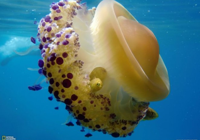 Mediteranska meduza (Cotylorhiza tuberculata) u moru oko Poreča i Istre
