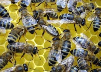 Pčelari pozvani da hitno prijave gubitke pčela