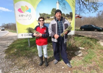Blues berača šparoga: Beru ih da prežive, carina ih kažnjava