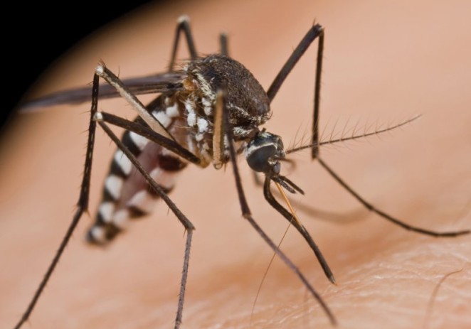 Nova akcija zaprašivanja komaraca na području Poreča od 10. do 13. rujna !
