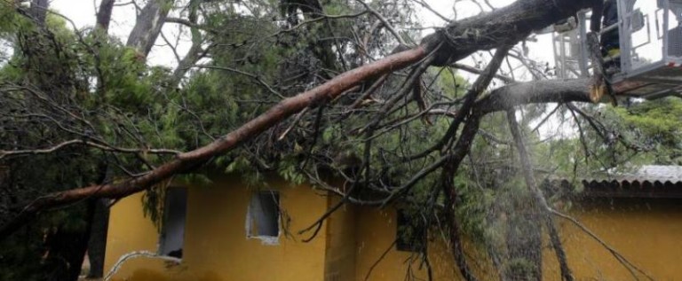 Stabla na Valovinama srušio je jak vjetar (Goran Šebelić / CROPIX)