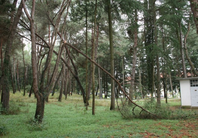 Uređenje dijela šume u naselju Bolnica