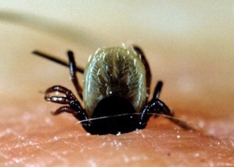 Počela sezona krpelja, stručnjaci preporučuju cijepljenje