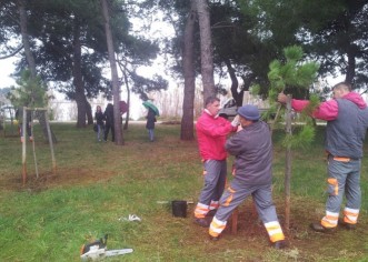 Vijećnici i građani Novigrada sadnjom stabala protiv uzurpacije zelenog priobalnog pojasa