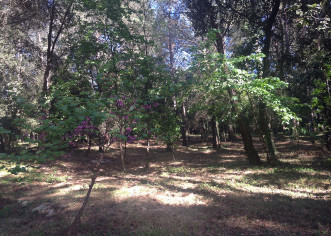 Završena prva faza uređenja dijela šume u naselju Bolnica